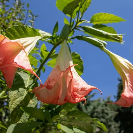 Romantica Sea View Villa Camaiore